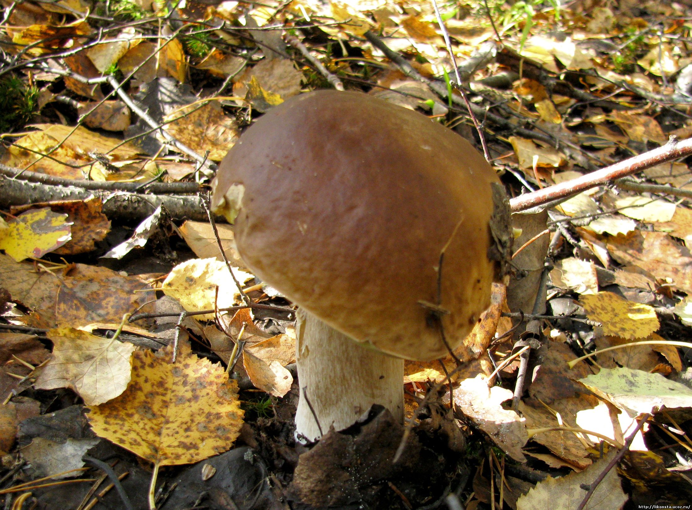 Несъедобные грибы Башкирии