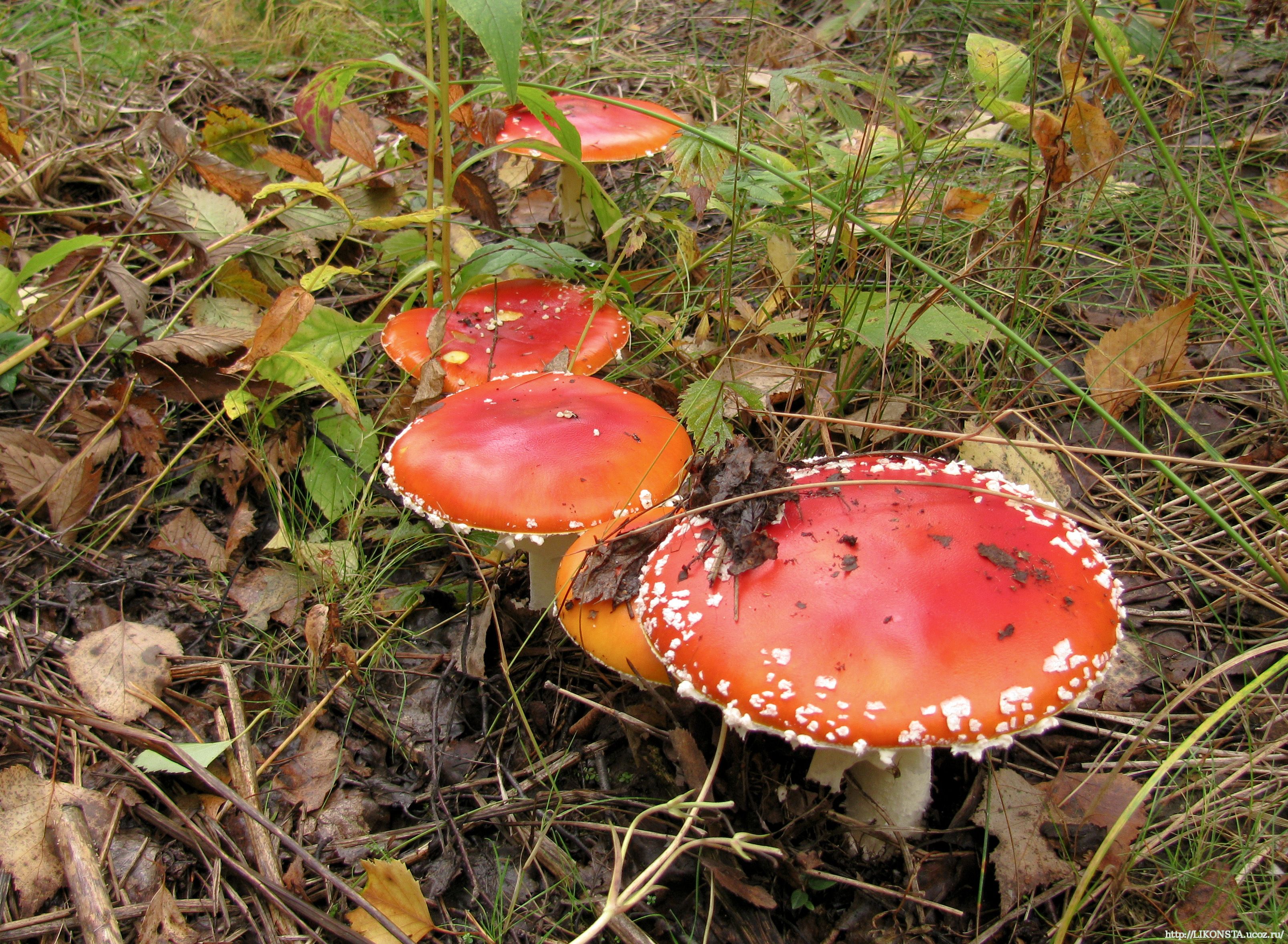 Аманитовые грибы