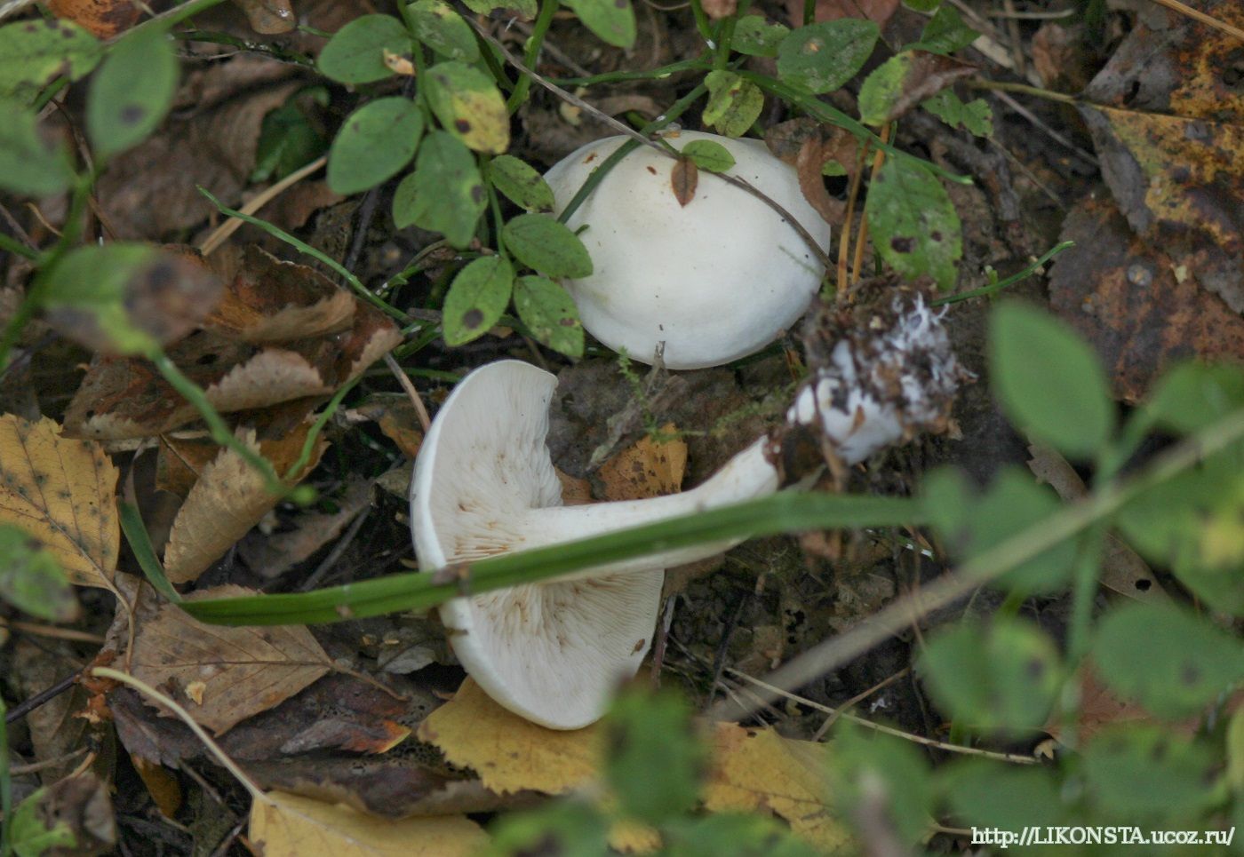 Несъедобные грибы в Березовом лесу