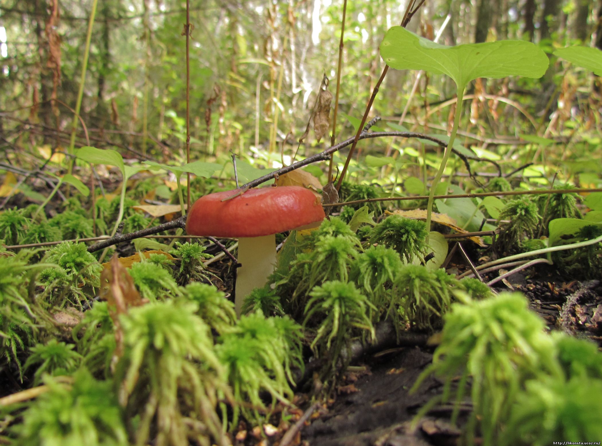 Сыроежка Болотная Russula paludosa