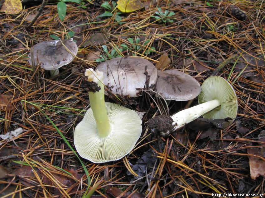  Рядовка серая (Tricholoma portentosum)