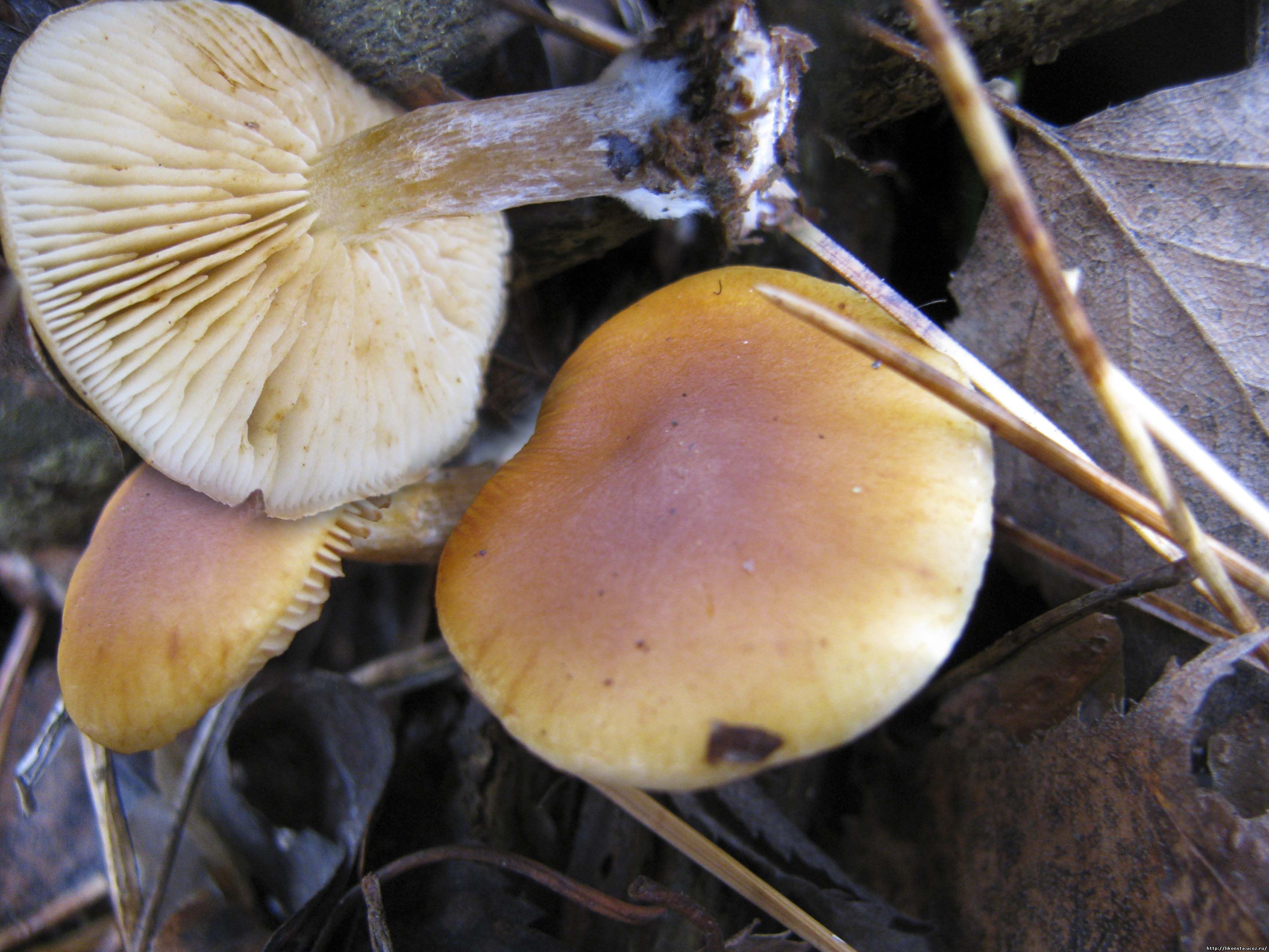 Огнёвка ольховая чешуйчатка. Гимнопил юноны. Огневка гриб. Огневка гриб. Огневка гриб.