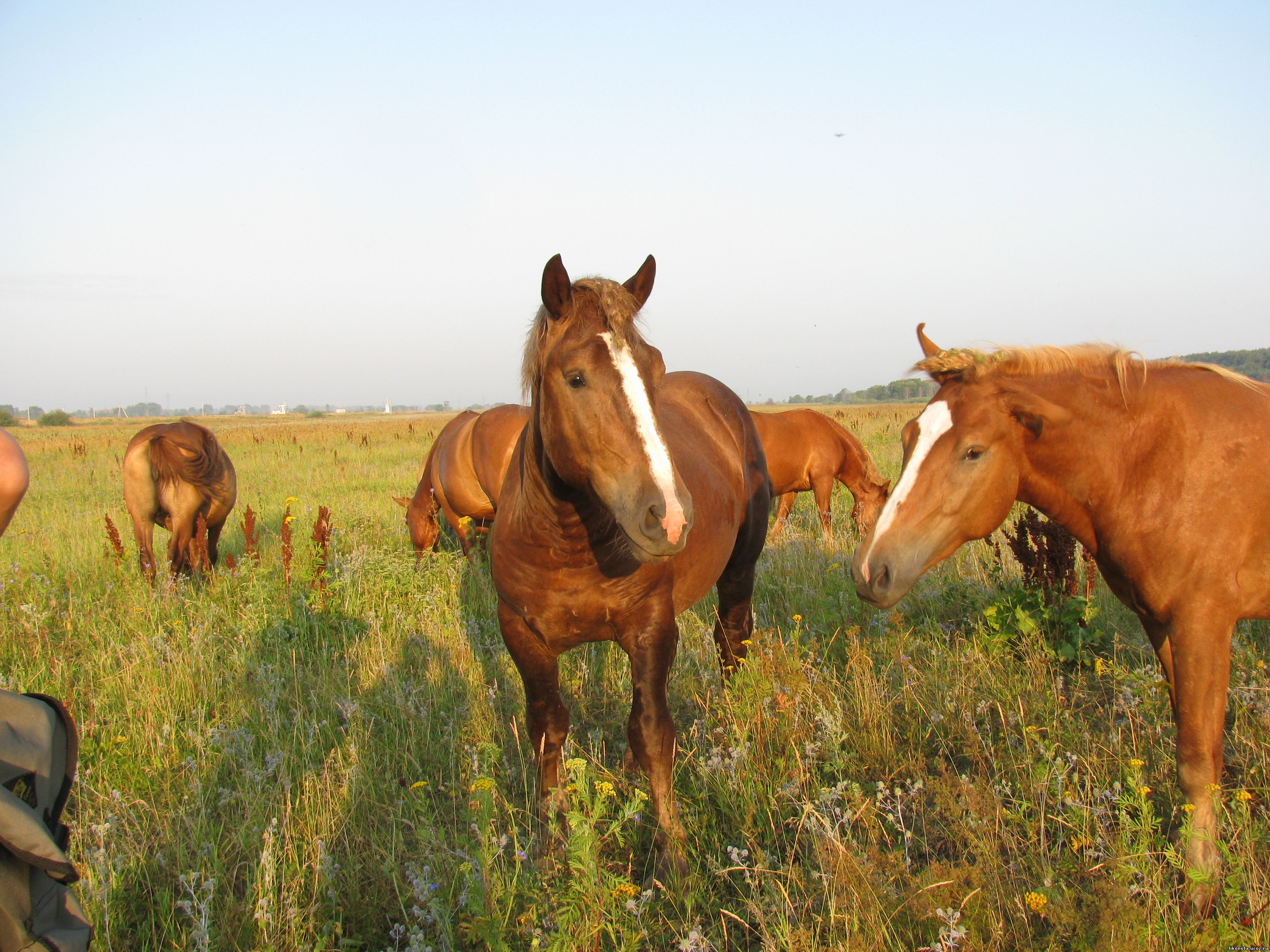 Продажа лошадей тамбовская. Лошадь в поле. Стадо лошадей в поле. Табун коней в поле. Много лошадей в поле.